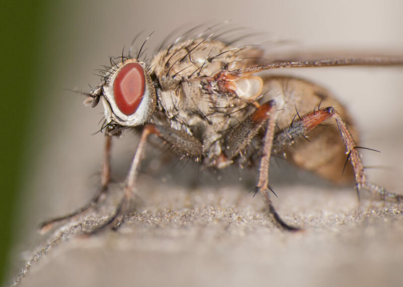 Как избавиться от луковой мухи на грядке — верные рекомендации
