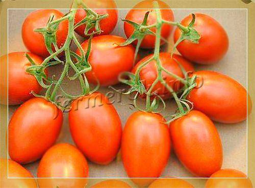 Сливки: описание сорта томата, характеристики помидоров, выращивание