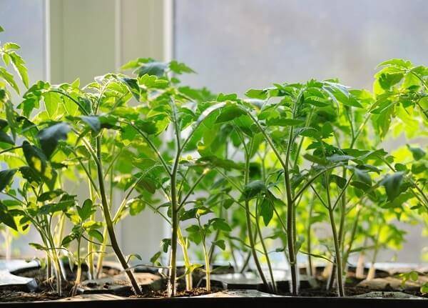 Как правильно посадить помидоры на рассаду дома: каким образом в условиях собственного производства сеять семена томатов, какие существуют способы возделывания?