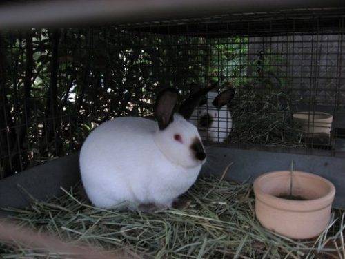 Содержание кроликов в домашних условиях. декоративные кролики: уход и содержание