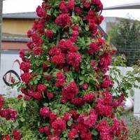 Роза флорибунда (100 фото): сорта, названия, посадка, уход, размножение