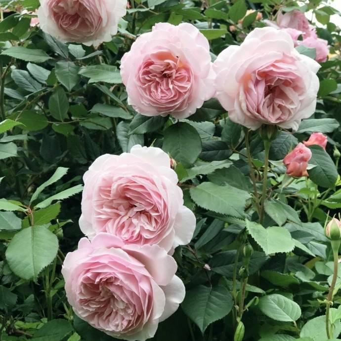 Выращиваем чайно-гибридные розы: посадка и уход и выбираем сорта чайно-гибридных роз по фото