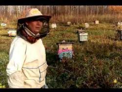 Обработка пчел от клеща варроа | практическое пчеловодство