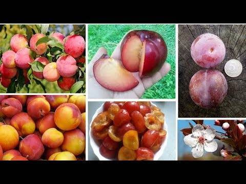 Особенности выращивания сливы персиковой