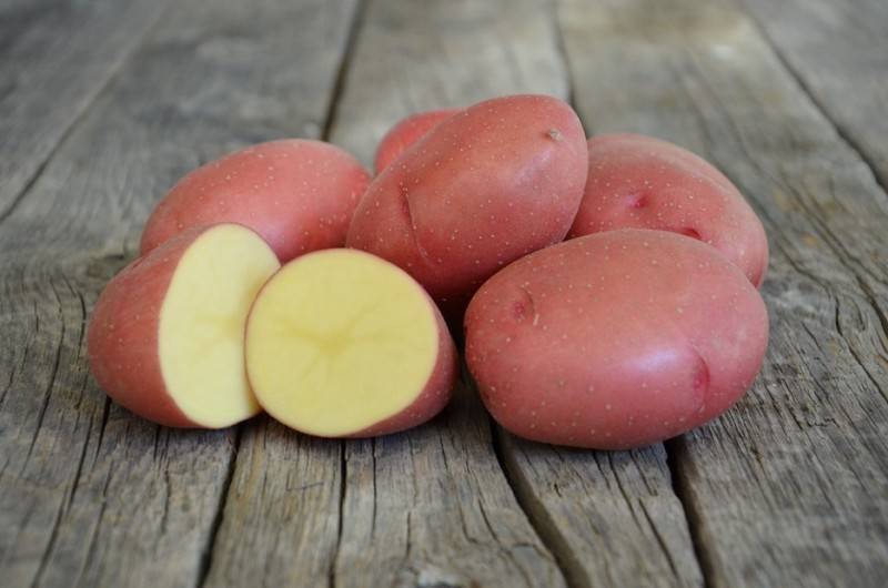 Лучшие сорта картофеля с описанием — для разных регионов