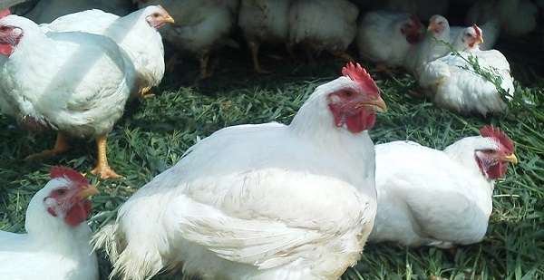 Почему дохнут цыплята: что делать и чем лечить