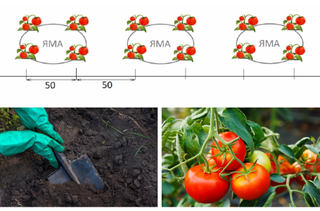 Схемы посадки помидор в теплице: фото и видео