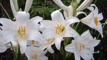 Размножение лилий — четыре основных способа