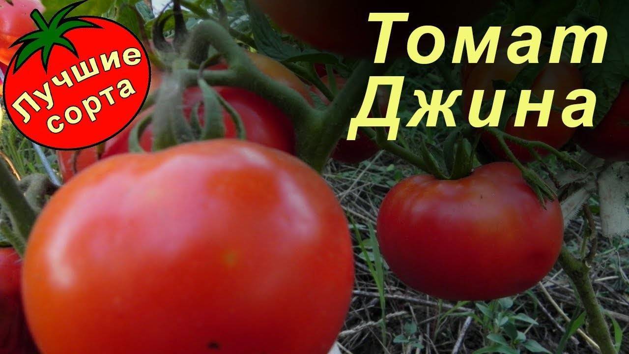 Томат сайт: описание, отзывы, фото, характеристика  | tomatland.ru
