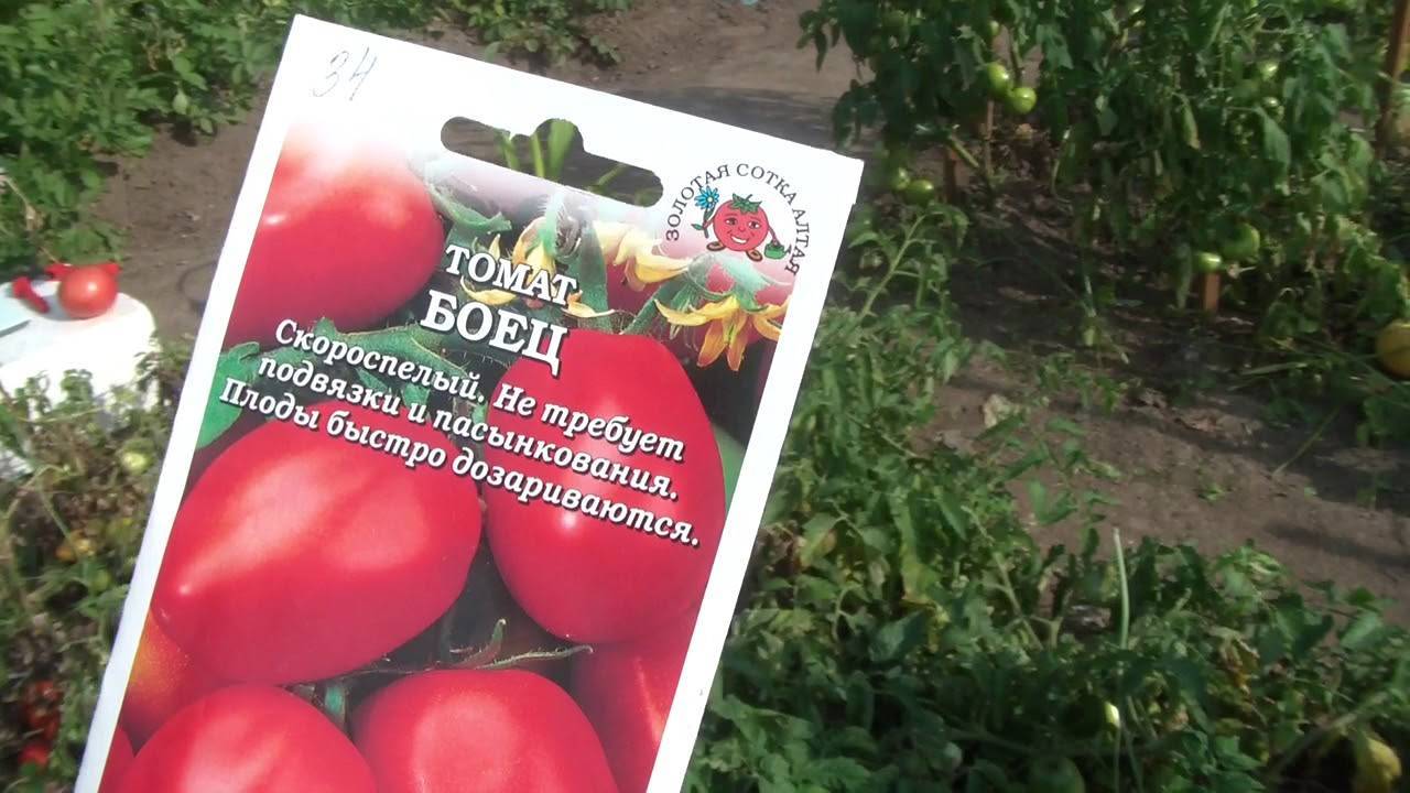Описание сорта томата успех, характеристика и рекомендации по выращиванию