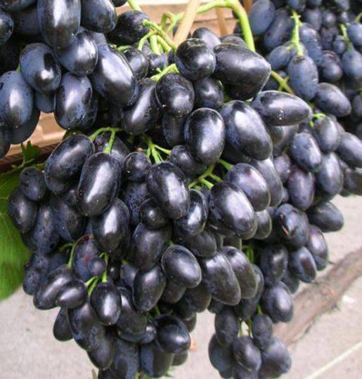 Виноград надежда азос: особенности сорта и 6 советов по уходу