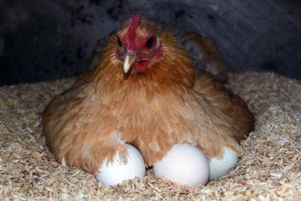 Несушка села на яйца — как приучить и как отучить домашнюю птицу высиживать яйца
