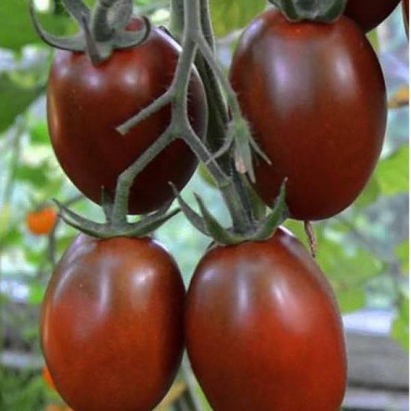 Сорт томата «де барао черный»: описание, характеристика, посев на рассаду, подкормка, урожайность, фото, видео и самые распространенные болезни томатов