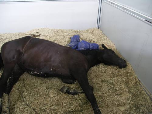 Как обычно спят лошади