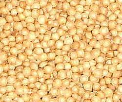Амарант - семя с высоким содержанием белка и укрепляет кости