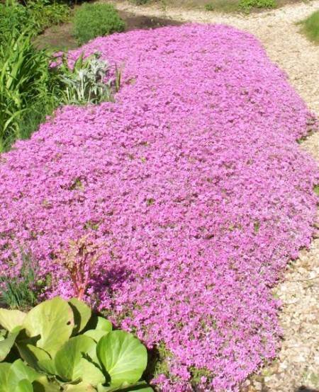 Почвопокровные многолетние растения, цветущие все лето: фото и названия цветов-многолетников для сада