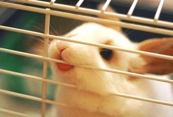 Почему кролик грызет клетку как отучить