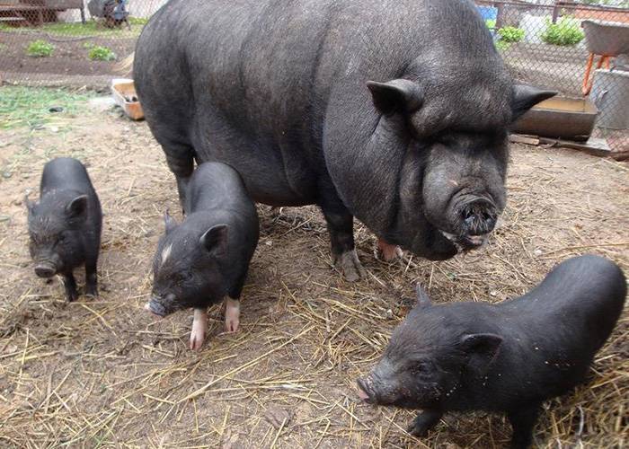 Секреты разведения вислобрюхих вьетнамских свиней в домашних условиях