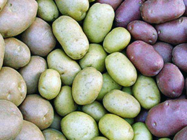 Методы проращивания картофеля перед посадкой