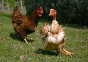 Почему петух бьет одну курицу