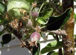 Яблоневая Плодожорка: как защитить яблони, как бороться народными средствами