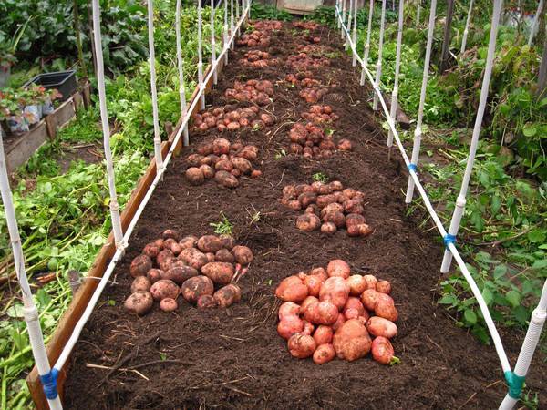 Как правильно сажать картофель, чтобы получить хороший урожай: методы, схемы