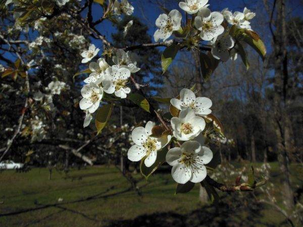 Яблони и груши: чем и как подкормить плодовые деревья весной