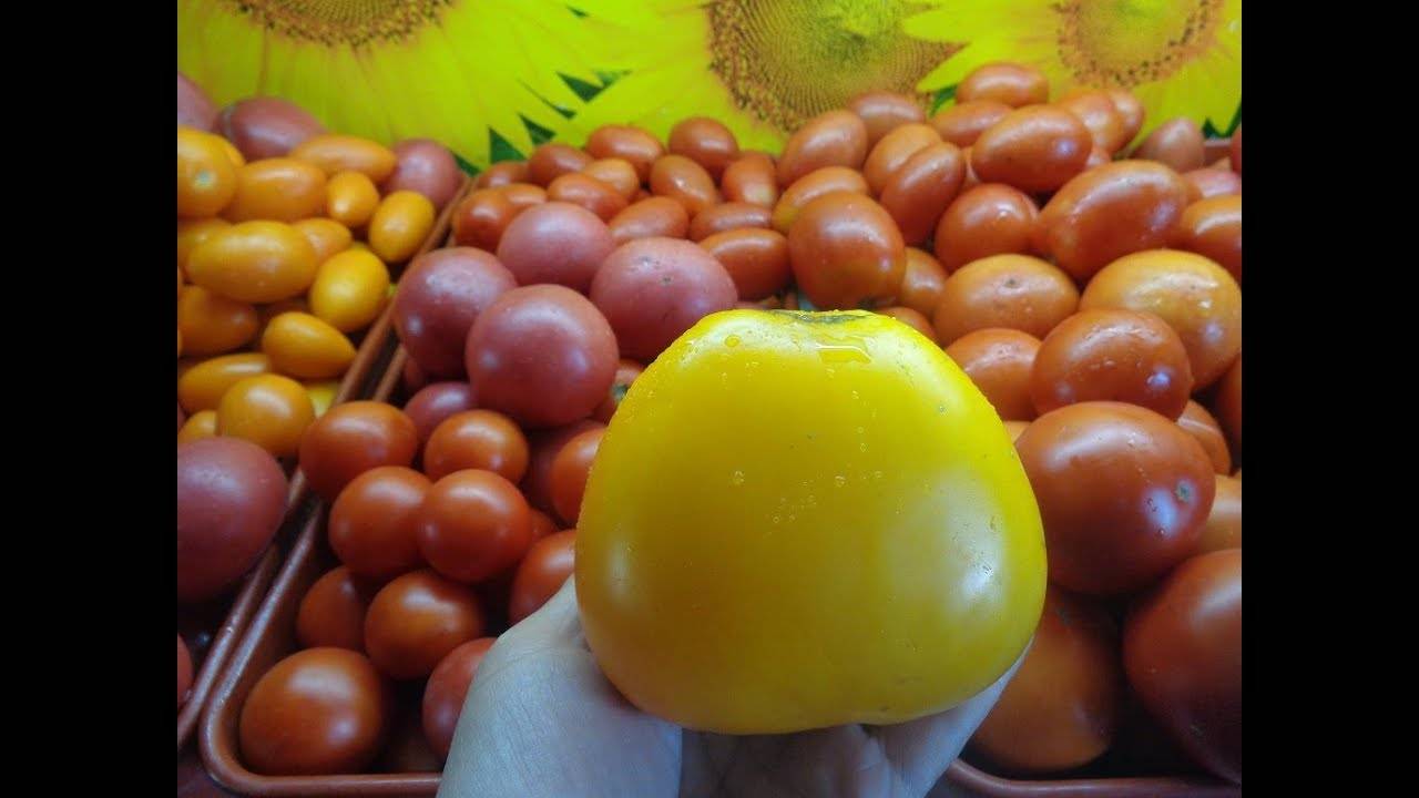 Томат "красный купол": описание сорта, характеристики помидоров, рекомендации по уходу