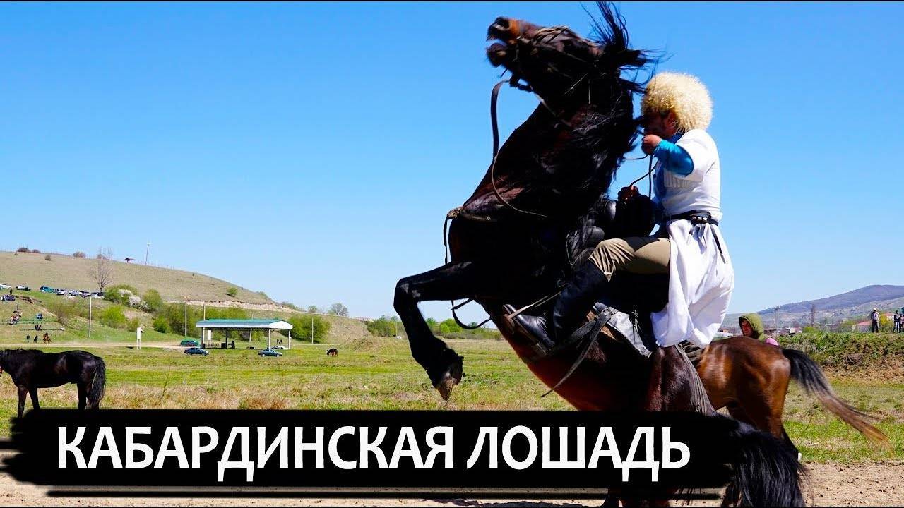 Карачаевская порода лошадей (45 фото): отличия от кабардинской, история возникновения англо-карачаевских коней
