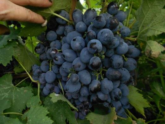 Описание винограда сфинкс