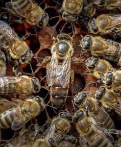 Сколько живут пчелы и от чего зависит продолжительность их жизни?