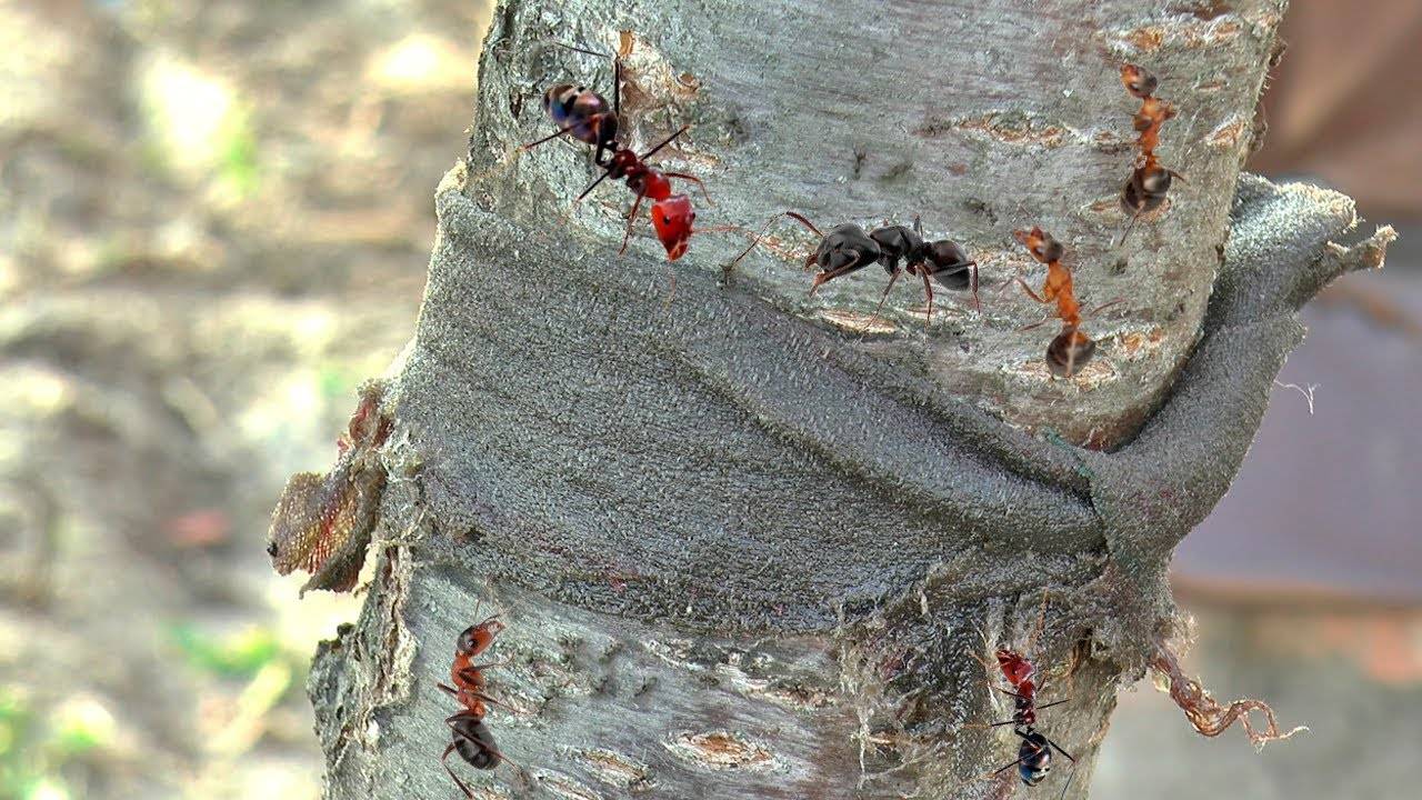 Как бороться с муравьями на фруктовых деревьях