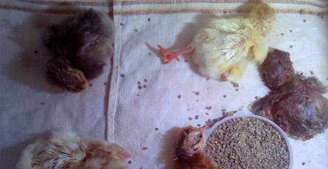 Цыплята чихают и хрипят: чем лечить