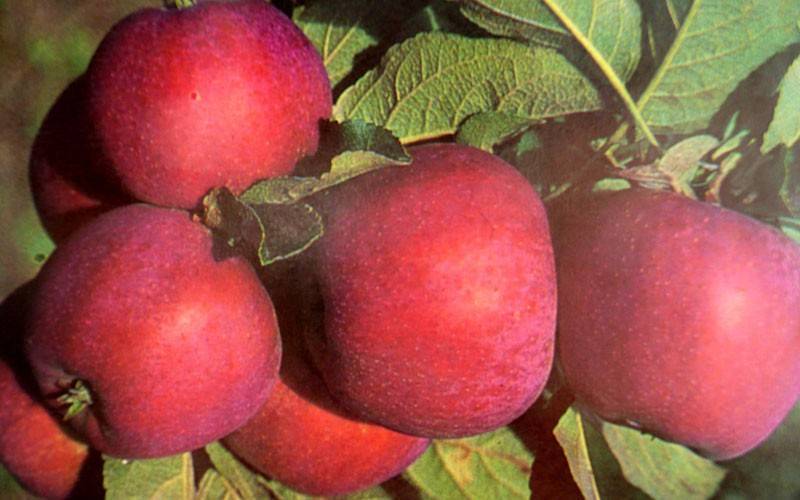 Ботаническое описание и агротехника выращивания яблони сорта моди
