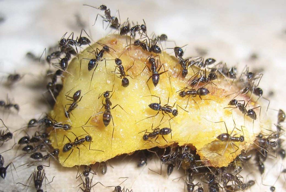 Борная кислота от муравьев в квартире лучший рецепт приготовления