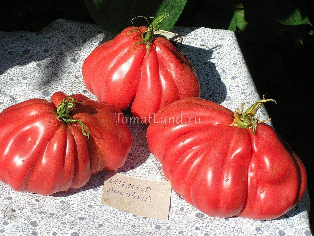 Инжир: описание сорта томата, характеристики помидоров, выращивание