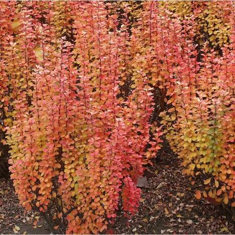 Карликовый барбарис (23 фото): низкорослые сорта, описание красных и желтых низких кустарников, посадка и уход