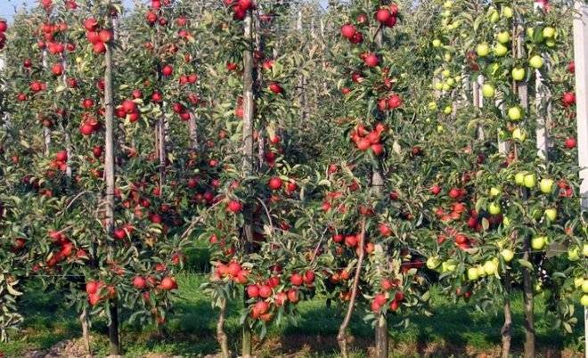 Колоновидная яблоня — декоративная культура с обильным плодоношением