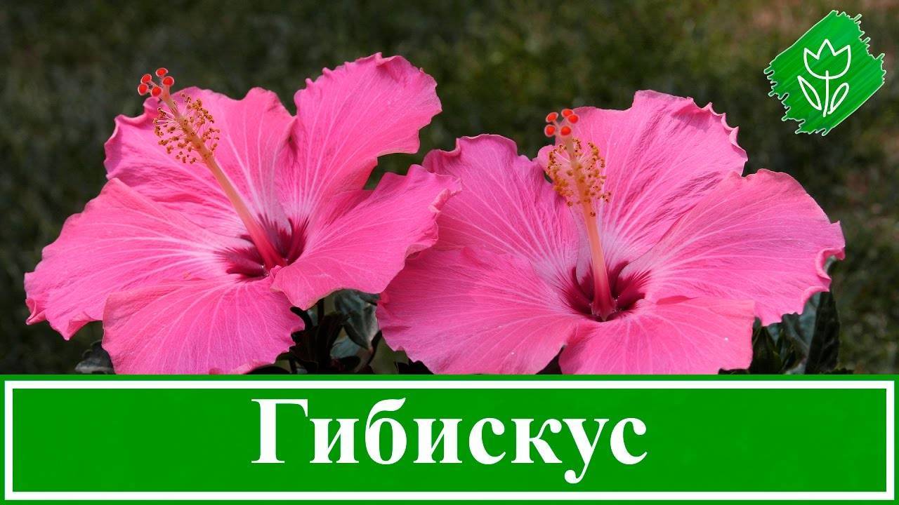 Гибискус садовый — популярные сорта и уход за растением