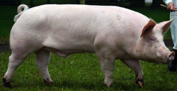 Морозоустойчивая сибирская северная порода свиней