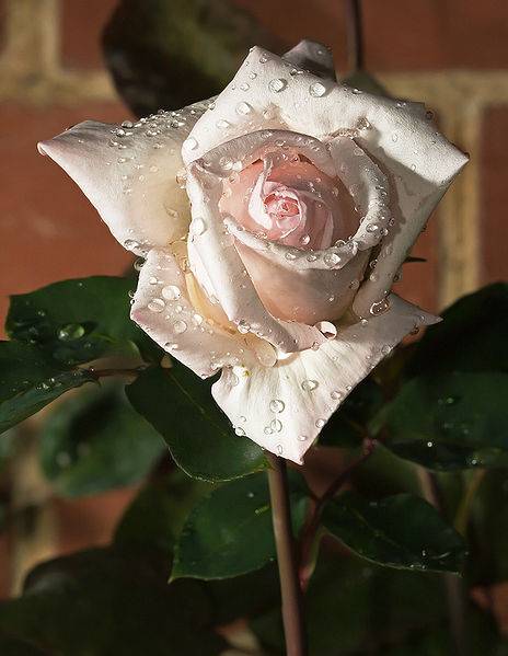 О реанимировании розы в вазе: как оживить и спасти увядший цветок