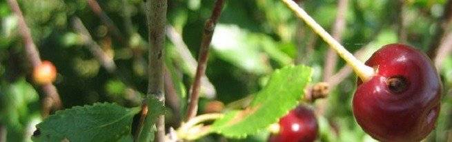 Лечение монилиоза вишни