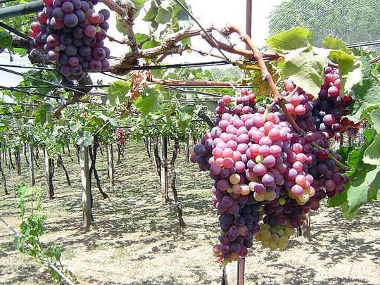 Обрезка винограда весной для начинающих в картинках пошагово