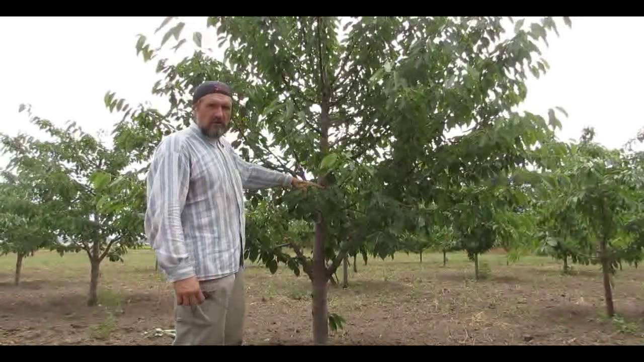 Все об обрезке плодовых деревьев: когда и как обрезать плодовые деревья весной