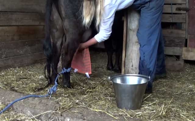Антибрык и другие средства для доения коров