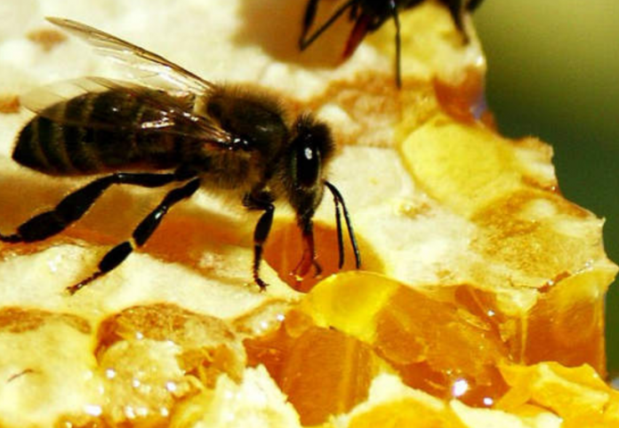 Пчелиный яд: состав, полезные свойства, действие на организм апитоксина