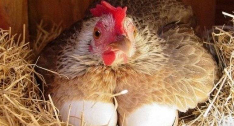 Почему куры не несут яйца и что делать для повышения их яйценоскости?