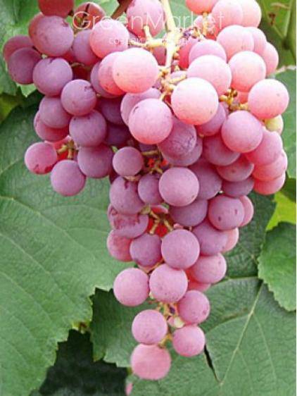 Сублима сидлис — сорт винограда