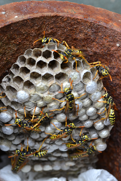 Об осином гнезде: из чего осы делают улей и как найти, сколько их живет внутри