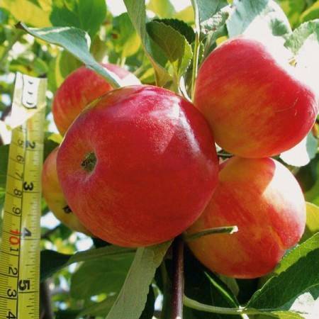 Описание сорта яблони коричное новое